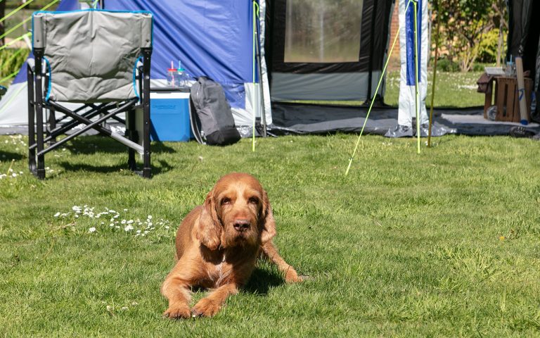 Zelten mit Hund: Die wichtigsten Tipps