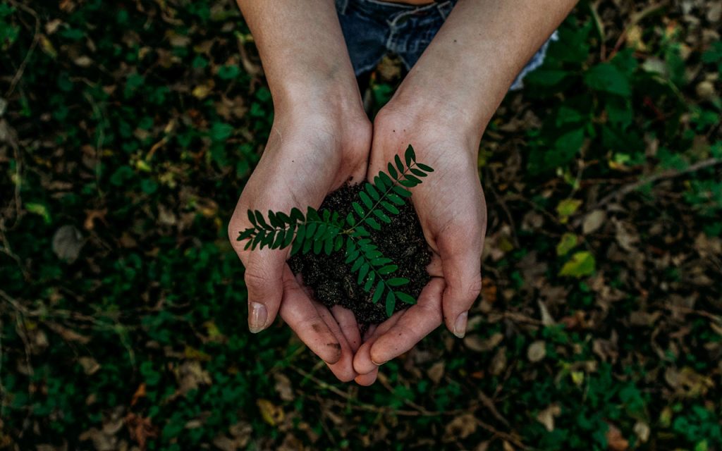 Grüner Pflanzensteckling mit Erde in zwei zusammenliegenden Händen