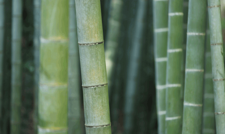 Bambus Halme